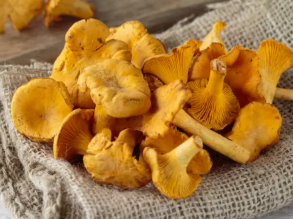 Funghi Galleti. 1 kg.