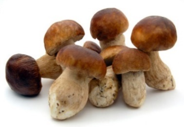 Funghi Porcini Interi Prima Qualità. 1 kg.