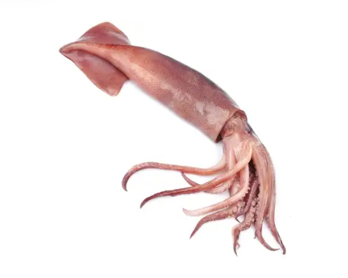 Calamari C4 13/16, 5kg