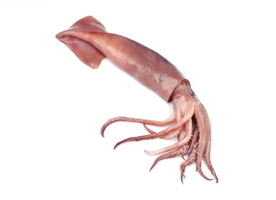 Anelli di Totano. 2,5 kg.